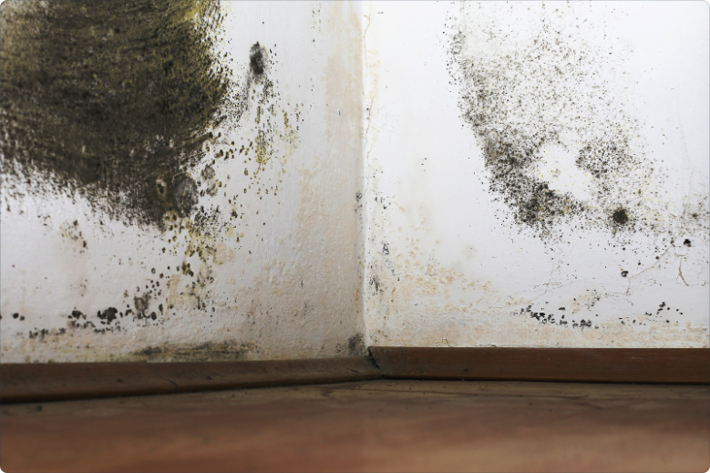 mold remediation leads